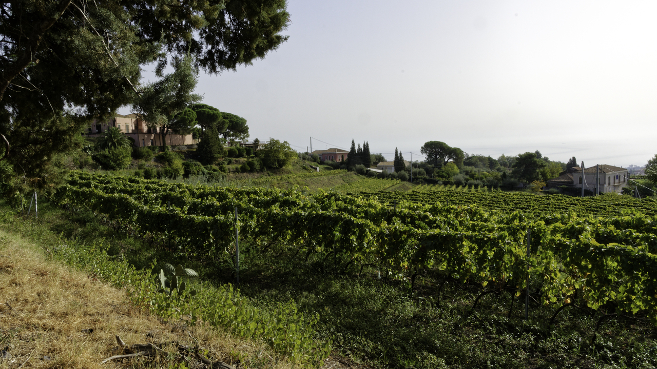 20231023 100754•Santa Venerina•Sicily•Italy